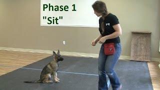 How to Train a Dog to Sit K9-1.com