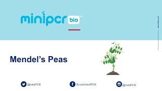 Mendels Peas Webinar