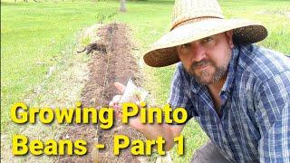 Growing Pinto Beans Part 1 Preparing Bed and Sowing Beans