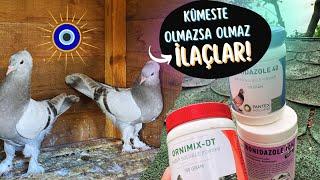 Güvercinlerde İç-Dış Çicek ve Kursak Mantarı İlacı Bahçedeki Kuşlarda Son Durum ve Yeni Yavrular