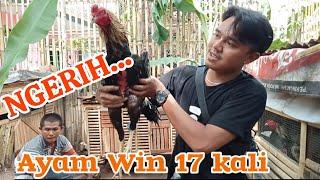 NGERI AYAM BANGKOK WIN 17 KALI  PETARUNG WAJIB NONTON  Konten hiburan