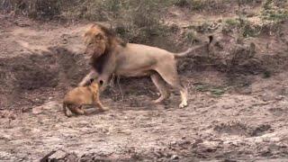 The lion cub was kicked out by his father