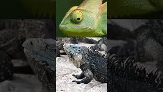 Blue Lizard Dragon Vs Black Lizard Dragon video short#short