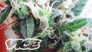 Kings of Cannabis Documentary Trailer