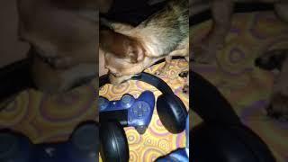 Mother fucking dog tryna GAME