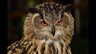 Owl Sound  Owls Sound Effects  Owl Calls  Uhu Owl Noises  Nature Sounds  No Music