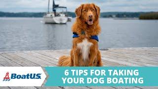 Take Your DOG Boating 6 Tips for a SAFE & HAPPY Pup  BoatUS