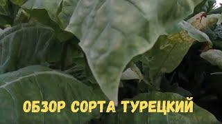 Обзор сорта Турецкий от Ушакова