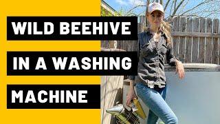 Wild Beehive in a Washing Machine