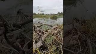 Puas strike mancing ikan gabus dapat 12ekor