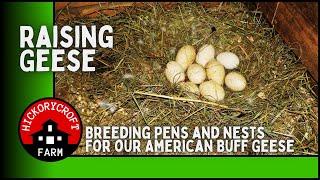 Raising Geese  Breeding Pens and nests for our American Buff Geese  spring 2022