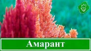  Цветок амарант – посадка и уход выращивание амаранта вред и польза амаранта