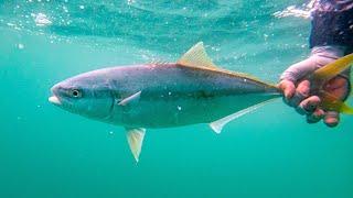 Incredible Saltwater Fly Fishing Close to Home