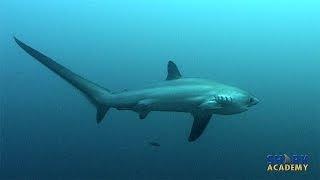 Thresher Shark  SHARK ACADEMY