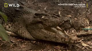 Една-две крави седмично  Croctober  NG Wild Bulgaria