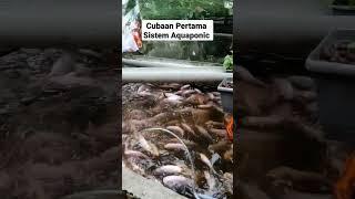 Percubaan Pertama Sistem Aquaponic