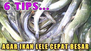 6 CARA AGAR IKAN LELE CEPAT TUMBUH BESAR