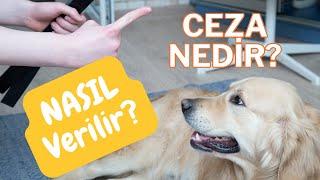 Köpeğime Ceza Vermeli Miyim? Vereceksem Nasıl Vermeliyim? Ceza Gerekli Midir? Vermezsem Ne Olur?