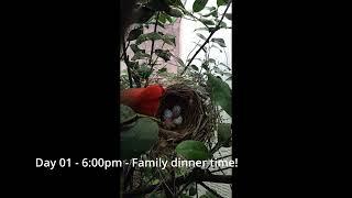 Cardinal Bird Nest - Day 1 of 12 - First egg hatched and first feeding from mom and dad