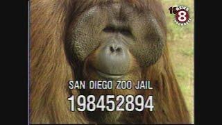 San Diego Zoos legendary orangutan escape artist in 1987 and 2000