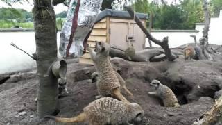 Meerkat fun