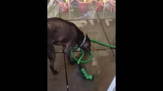 Barney drink from hose