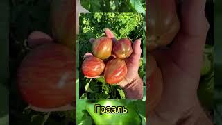 10 самых вкусных и урожайных гномов томатных  #дача #огород #сад #теплица #выращивание #овощи