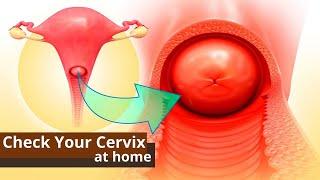 How You Can Check Your Cervix At Home  Best Ways to Know the Dilation of Cervix