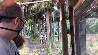 Giraffes on Safari at Disney Animal Kingdom
