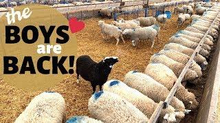 How We Breed Our Sheep In-Season NATURALLY Vlog 177