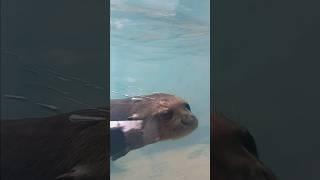 otters at zoo miami
