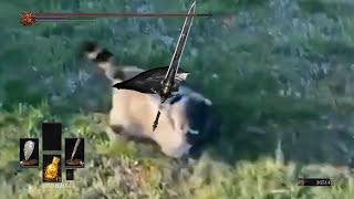 Elden Ring  Dark Souls Raccoon Rolling Meme