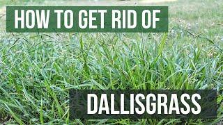 How to Get Rid of Dallisgrass 4 Easy Steps