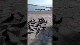 Feeding birds  #shorts #birds #croatia #travel #vacation