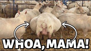 Is there a new BIG MAMA in town?? ...how many lambs are in there?? Vlog 806