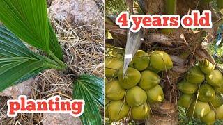 How to plant coconut tree fast only 4 years   coconut tree farm