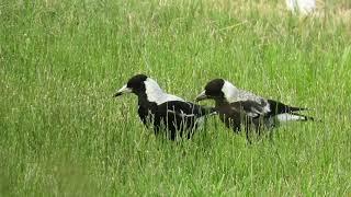 Australian magpie feeding its chick