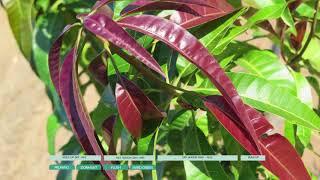 Growing tips  manipulating mango flowering for improved production