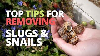 A Few More Ways to Remove Slugs & Snails  Pest Control