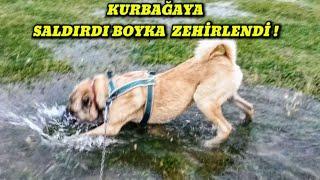 ZEHİRLİ KURBAĞA BOYKAYI ZEHİRLEMİŞ ZEHİRLENMEDEN ÖNCE Kİ HÂLİ