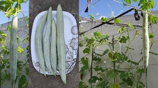 How to grow snake gourd plant  easy method  in home  Growing Snake gourd at terrace  Gardengineer