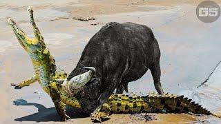 Buffalo vs Crocodile Showdowns What Happens Next Will SHOCK You  Wild Animals