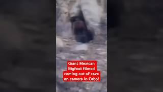 Giant Mexican Bigfoot Filmed Coming Out of Cave on Camera in Cabo