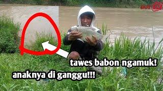 mancing ikan tawes saat air banjir & keruhdapat babon semua jos