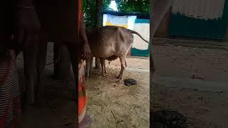 cute baby cow video cow shorts video 