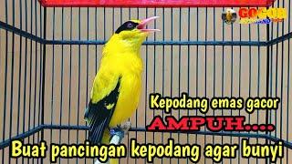 KEPODANG EMAS GACOR  SUARA BURUNG KEPODANG GACOR cocok buat PANCINGAN PODANG AGAR BUNYI IKUT GACOR