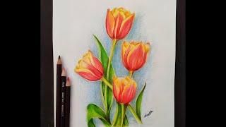 Easy Tulip Flower For Beginner  Using Colour Pencils