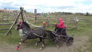 Advanced single pony carriage driving obstacles