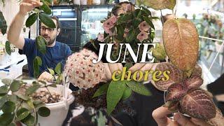 join me while I plan my June plant chores propagating plants organizing pest treatment