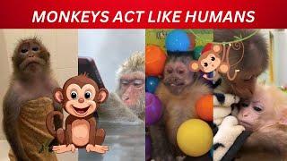 Funny Cute Monkeys Acting Like Humans Compilation You WILL Laugh